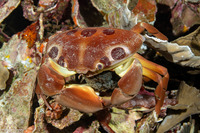 Carpilius maculatus (Seven-Eleven Crab)