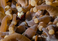 Cuapetes kororensis (Mushroom Coral Shrimp)