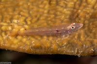 Phyllogobius platycephalops (Flathead Goby)