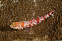 Synodus binotatus (Twospot Lizardfish)