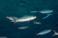 Pterocaesio pisang (Ruddy Fusilier)