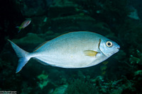 Siganus argenteus (Forktail Rabbitfish)