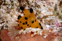 Thecacera sp.1 (Black-Tipped Thecacera)