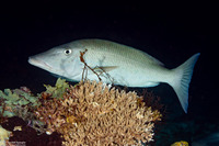 Lethrinus olivaceus (Longface Emperor)