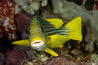 Plectorhinchus polytaenia (Ribbon Sweetlips)