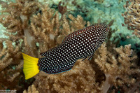 Anampses meleagrides (Yellowtail Wrasse)