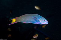 Thalassoma lunare (Crescent Wrasse)