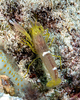 Alpheus sp.1 (White Saddle Snapping Shrimp)