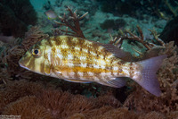 Lethrinus obsoletus (Orange-Striped Emperor)