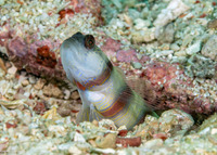 Amblyeleotris steinitzi (Steinitz' Shrimpgoby)