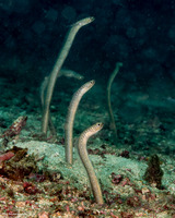 Gorgasia barnesi (Barnes' Garden Eel)