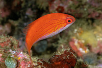 Paracheilinus filamentosus (Filamentous Flasher Wrasse)