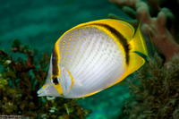 Chaetodon selene (Yellow-Dotted Butterflyfish)