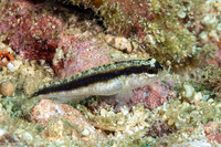 Asterropteryx striata (Striped Goby)