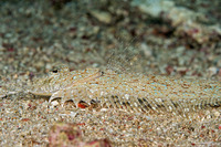 Bothus pantherinus (Panther Flounder)