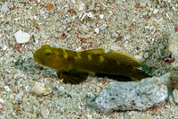 Cryptocentrus fasciatus (Barred Shrimpgoby)