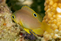 Pomacentrus amboinensis (Ambon Damsel)