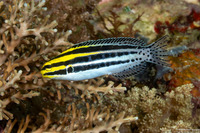 Meiacanthus grammistes (Striped Fangblenny)