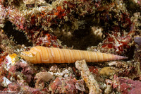 Terebra sp.1 (Terebra sp.1)