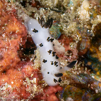 Jorunna funebris (Mourning Jorunna)