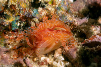 Limaria fragilis (Fragile Fileclam)