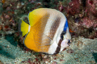 Chaetodon kleinii (Blacklip Butterflyfish)