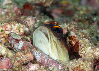 Opistognathus randalli (Yellowbarred Jawfish)