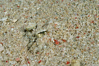 Bothus pantherinus (Panther Flounder)