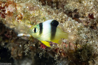 Dischistodus perspicillatus (White Damsel)