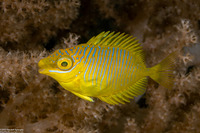 Siganus doliatus (Barred Rabbitfish)