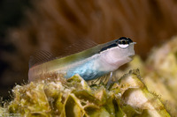Ecsenius bandanus (Banda Coralblenny)