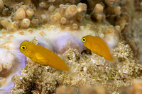 Ecsenius lividanalis (Blackspot Coralblenny)