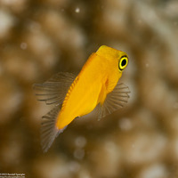 Ecsenius lividanalis (Blackspot Coralblenny)