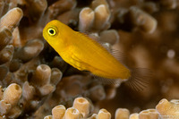 Ecsenius lividanalis (Blackspot Coralblenny)
