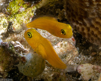 Ecsenius lividanalis (Blackspot Coralblenny)