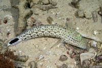 Parapercis hexophtalma (Speckled Sandperch)