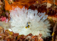 Entacmaea quadricolor (Bubble-Tip Anemone)
