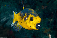 Arothron nigropunctatus (Blackspotted Puffer)