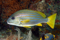 Plectorhinchus chrysotaenia (Goldlined Sweetlips)