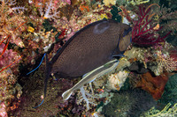 Echeneis naucrates (Sharksucker)