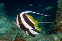 Heniochus diphreutes (Schooling Bannerfish)