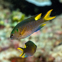 Neopomacentrus nemurus (Coral Demoiselle)