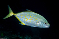 Carangoides bajad (Orange-Spotted Trevally)