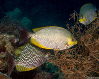 Siganus javus (Java Rabbitfish)