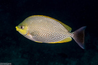 Siganus javus (Java Rabbitfish)