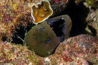 Gymnothorax javanicus (Giant Moray)