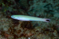 Ptereleotris heteroptera (Spottail Dartfish)