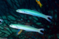 Ptereleotris heteroptera (Spottail Dartfish)