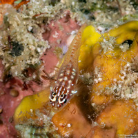 Eviota prasites (Hairfin Dwarfgoby)