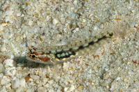 Eviota storthynx (Storthynx Dwarfgoby)